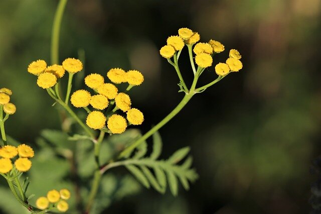 Helichrysum strobloem olie