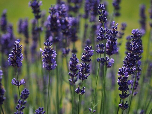 lavendel bloemen