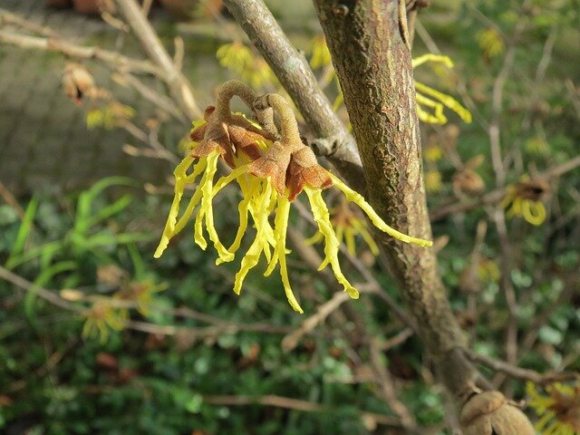 witch hazel toverhazelaar hamamelis