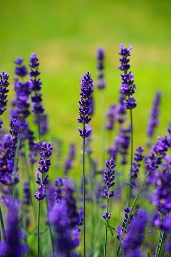 lavendel bloemen