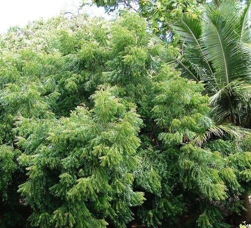 neem bomen