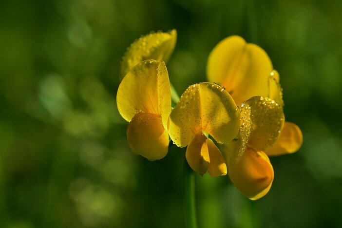 fenegriek fenugreek