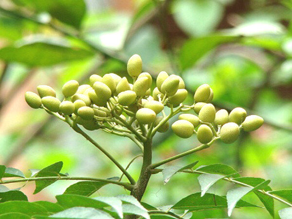 Neem tree vrucht