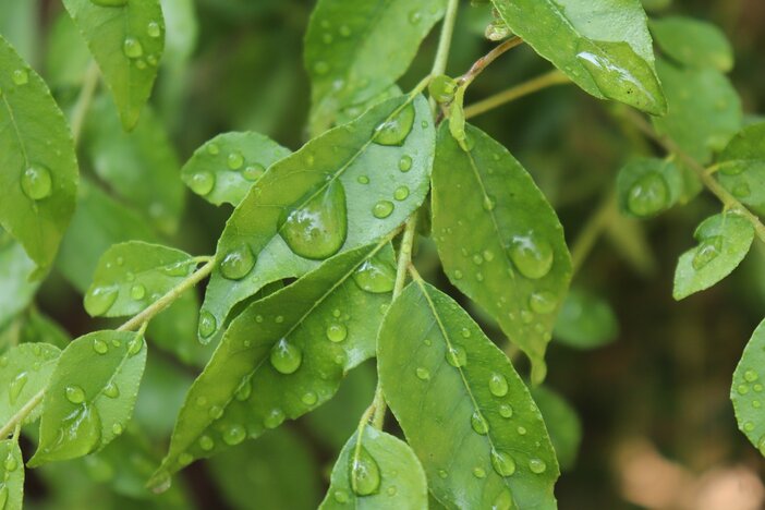 curry leaf powder