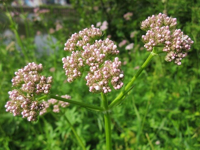 Valeriana officinalis etherische olie