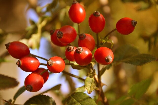 rosehip oil