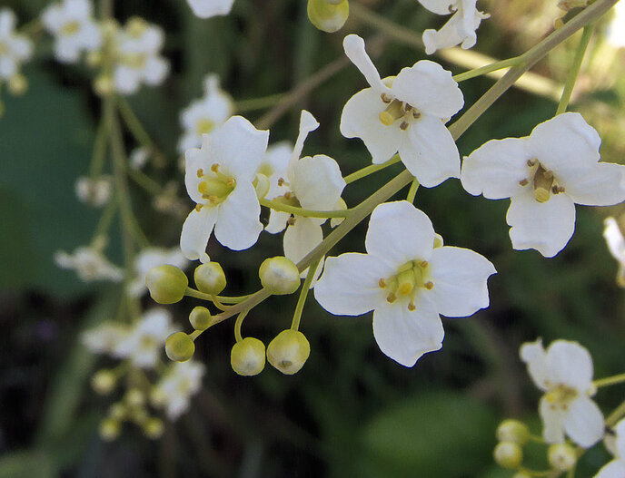 crambe plant