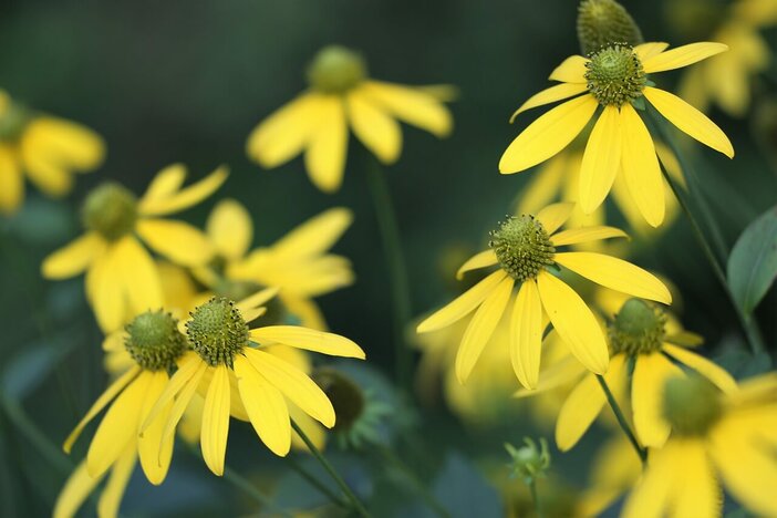 arnica montana bloem