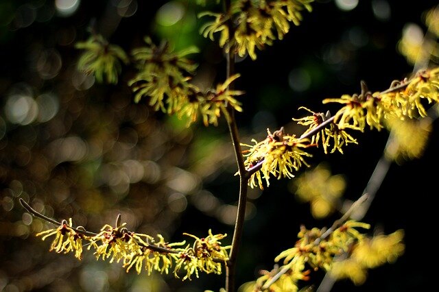 witch hazel toverhazelaar hamamelis