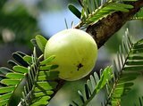 Amla Olie