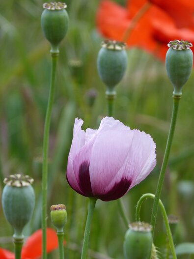 Papaver Somniferum