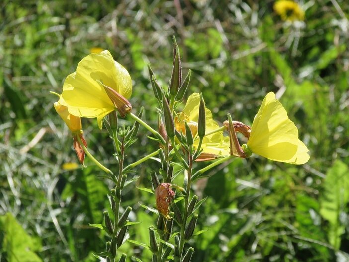 evening primrose bloem