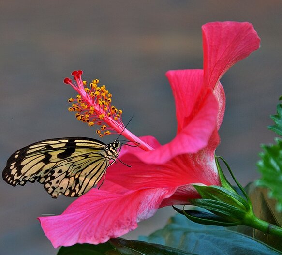 hibiscus roselle bloem