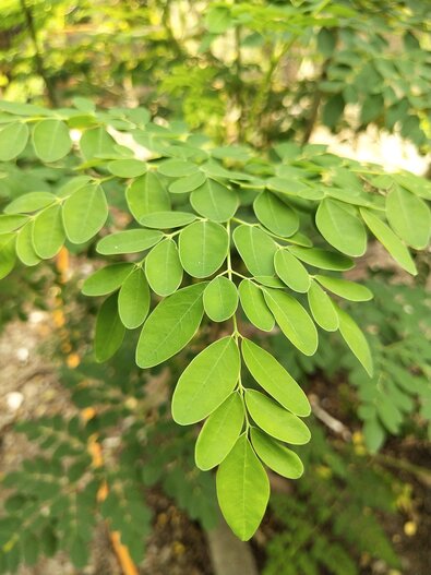 moringa bladeren