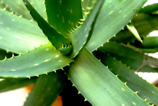 aloe vera baderen