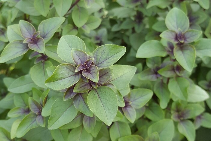 tulsi bladeren