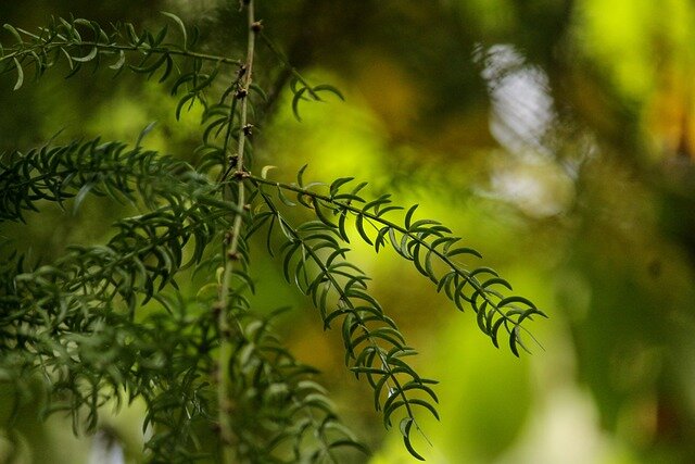 shatavari plant