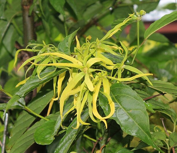 ylang ylang bloem