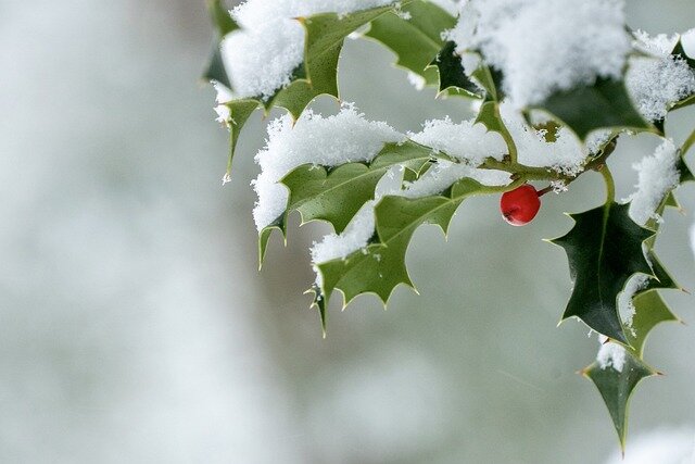 kerst hulst sneeuw