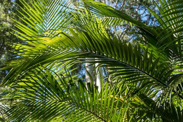 amerikaanse palm