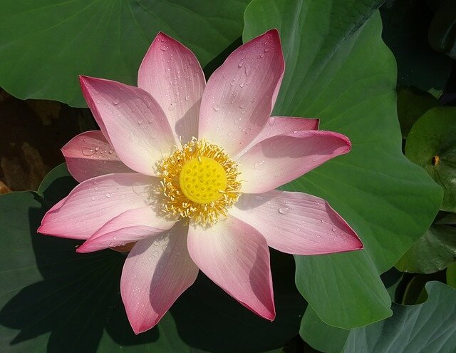 lotus bloem