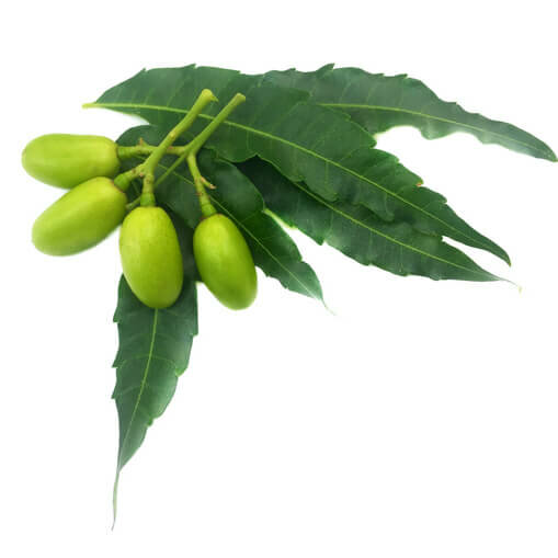 neem producten