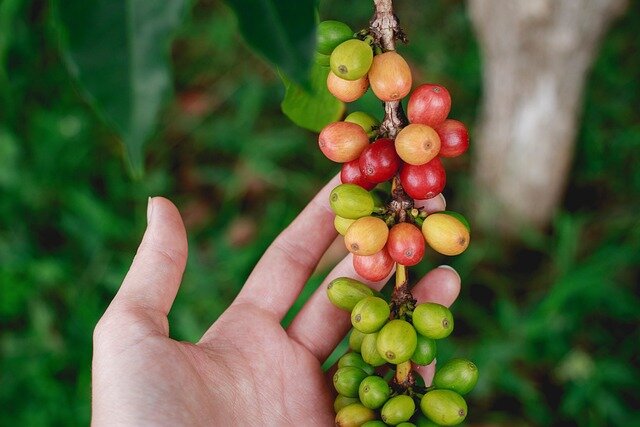 koffievruchten