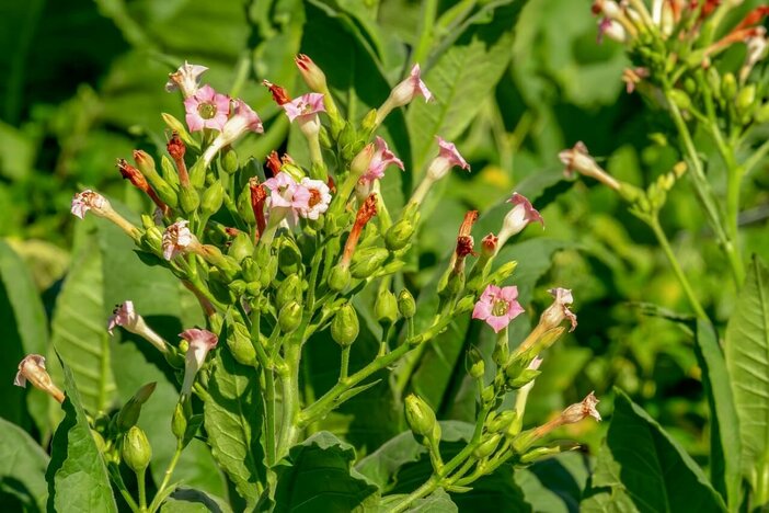 tabaksplant bloesem nicotiana tabacum