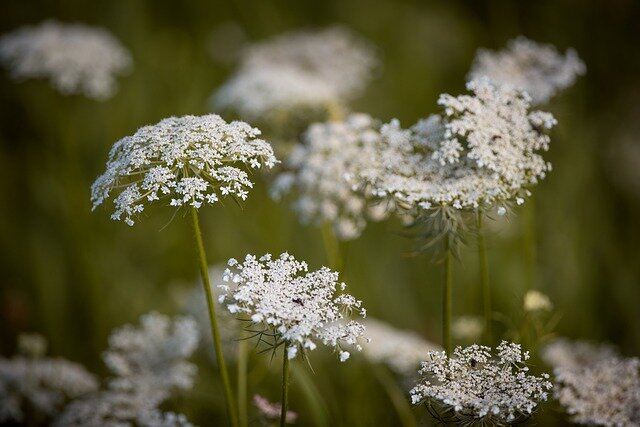 wortel plant bloemen