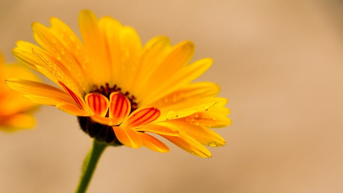 calendula bloem