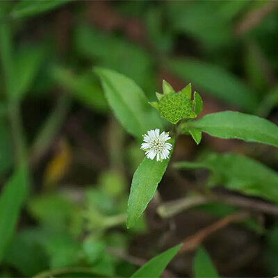 eclipta alba, bhringraj plant