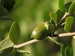 jojoba vrucht