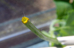 Chelidonium majus vocht