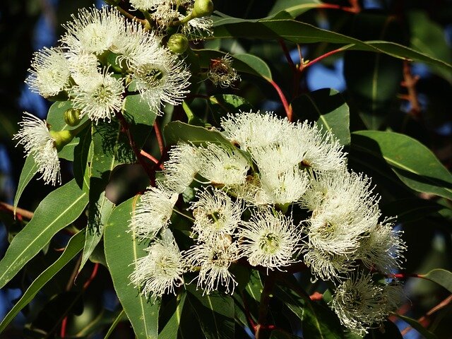 Eucalyptusolie plant