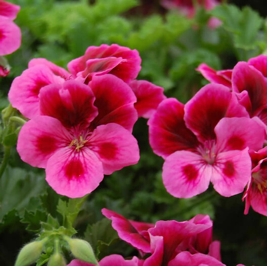 geranium