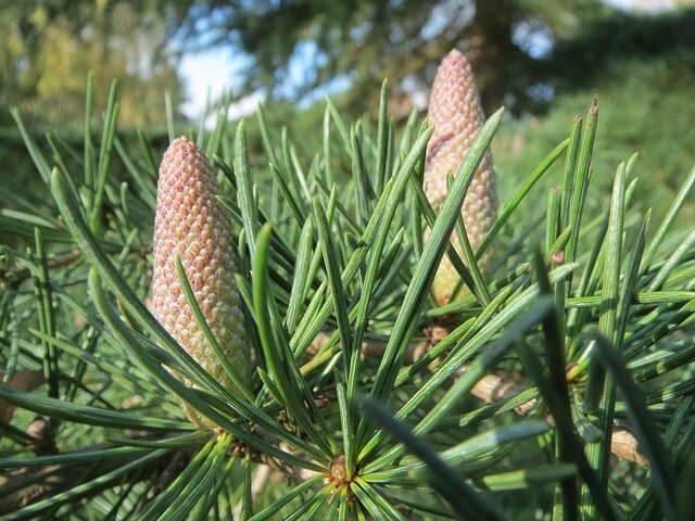 Cedrus Deodara olie