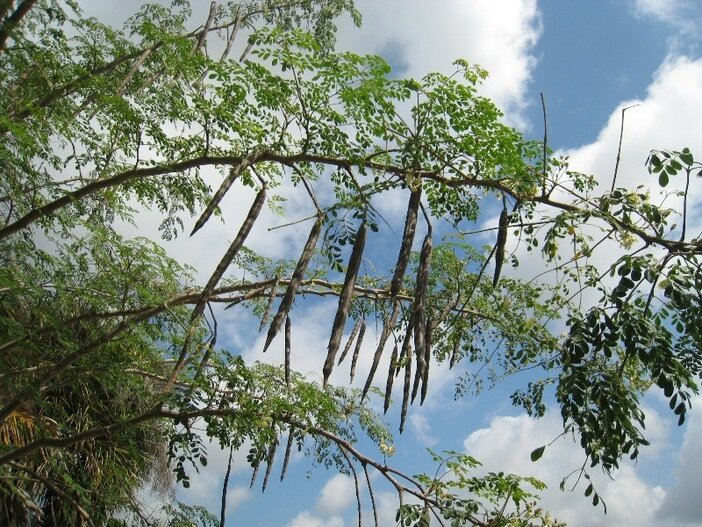 moringa plant