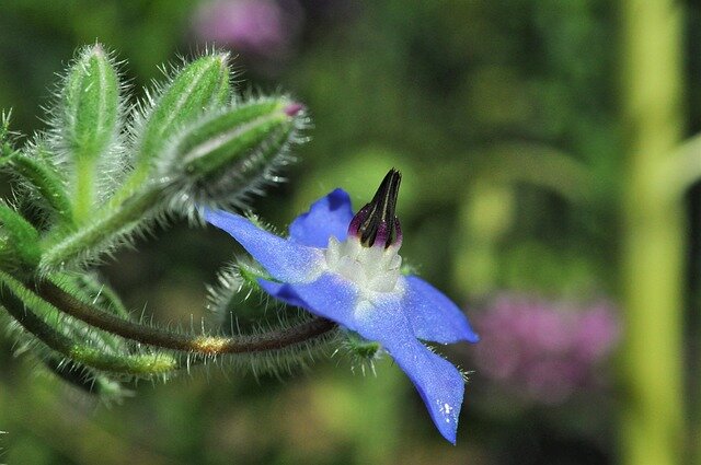 borage plant