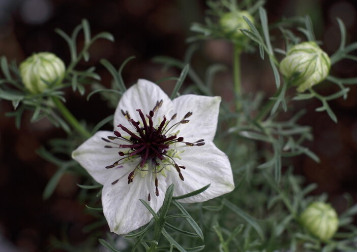 nigella sative