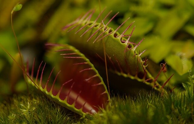 Insecten verdrijvend