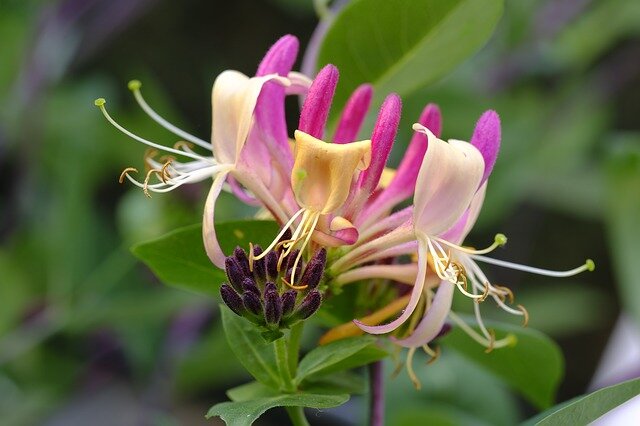 Kamperfoelie bloem