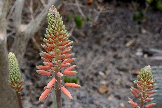 aloe vera poeder