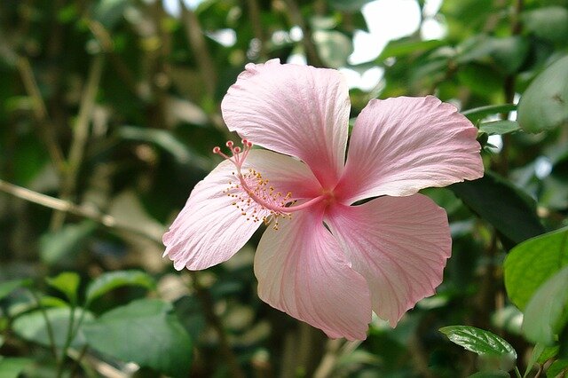 hibiscus powder