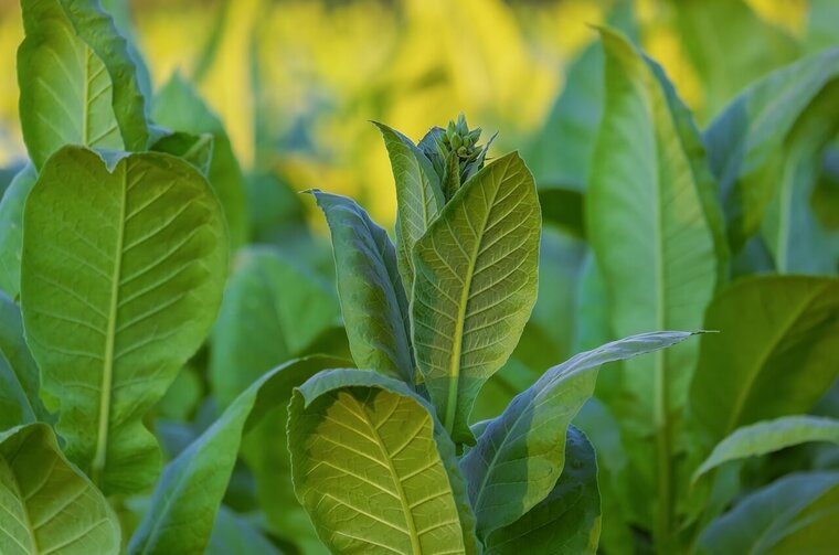 tabaksplant bladeren nicotiana tabacum