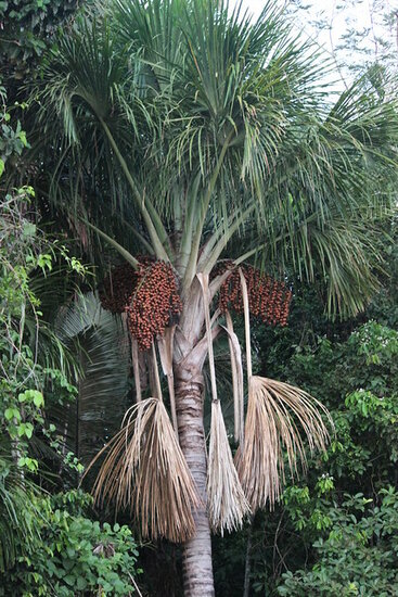 Bataua, Oenocarpus palm