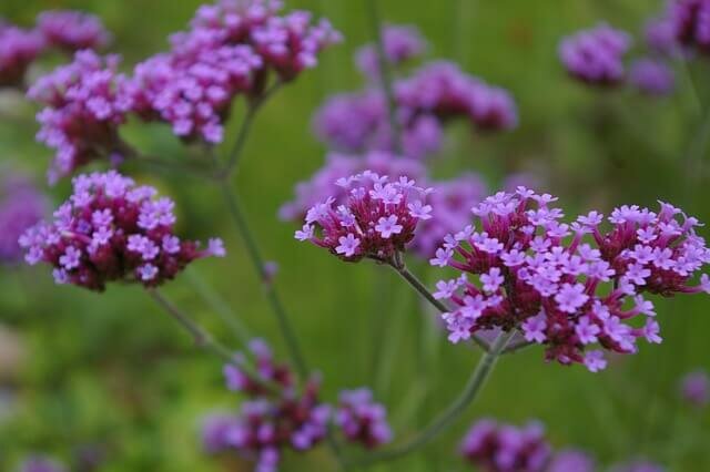 verbena bloemen